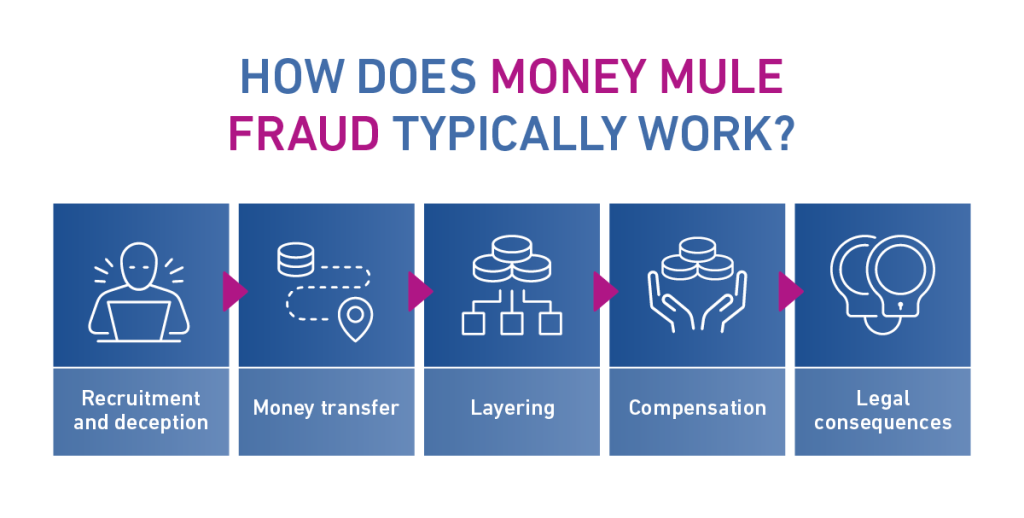 How does money mule fraud typically work?